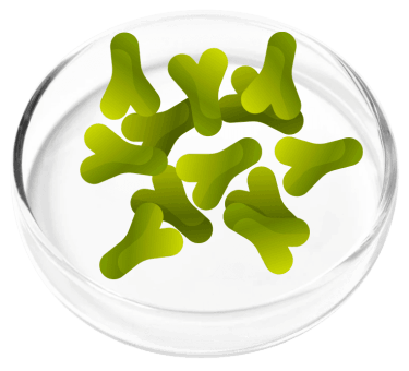 Lactobacillus Acidophilus