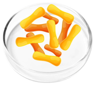 Lactobacillus Casei